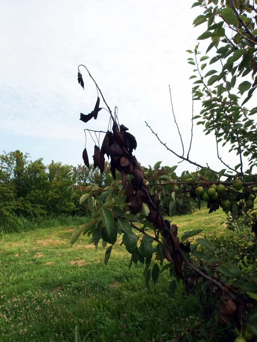 Pear Fire Blight RosBREED